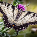Shenandoah Butterfly by Greenwood