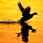 Sunset Duck by Ozdel