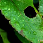 Hole-Leaf